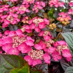 Hortenzia pílovitá (Hydrangea serrata) ´DAREDEVIL´® - výška 10-20 cm, kont. C2L